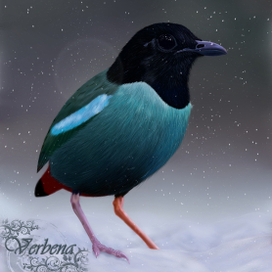 Черноголовая питта