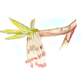 веточка клёна с почками