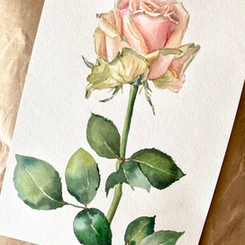 Кремовая роза