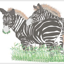 zebra