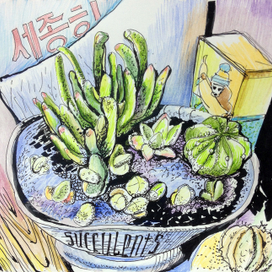 суккуленты