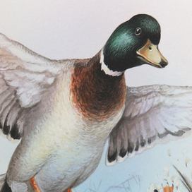 Утиная охота...