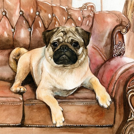 Мопс Пончик (портрет собаки)