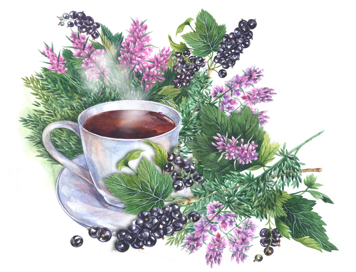 Этюд со смородиной и чабрецом