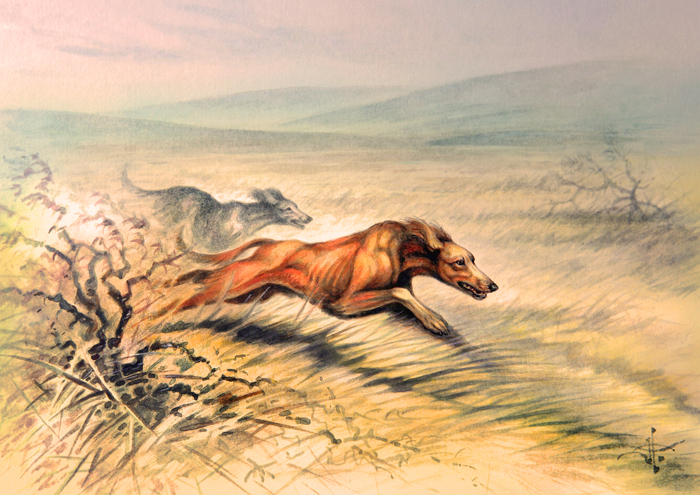 Борзые собаки. Среднеазиатская борзая - тазы.