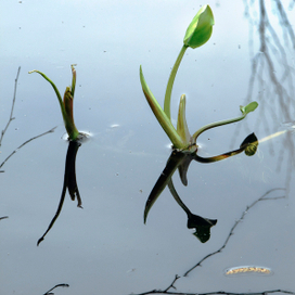 Потанцуем ...