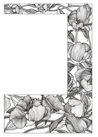 Оборочная иллюстрация " Пионы"