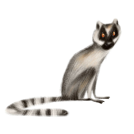 Lemur catta