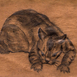 Кошачьи позы серия Кисловодск