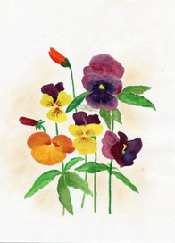 Анютины глазки