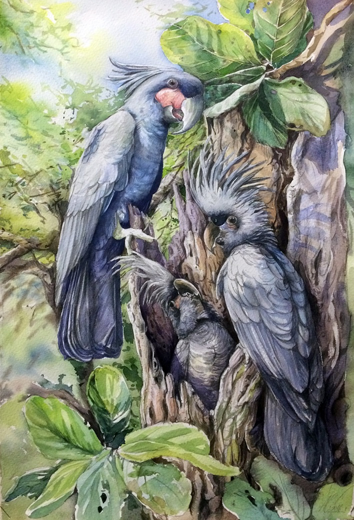 Пальмовые какаду