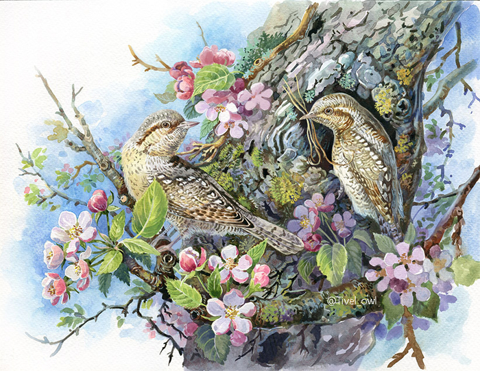 Вертишейки