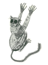 портрет долгопята