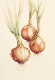 лук (WATERCOLOR ILLUSTRATION) BOTANICAL ART 30 Х 45