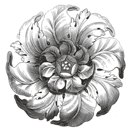 Flower (vector drawing)