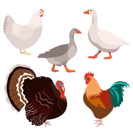Домашние птицы