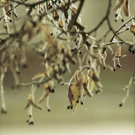 Липа, осень