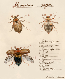 Жук (листать вниз, 2 картинки)