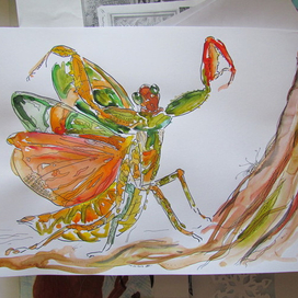 Богомол. Танец радости :-)