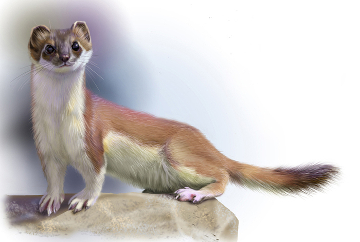 горностайка