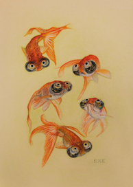 звездочеты