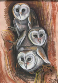 Австралийские совы(Masked owls)