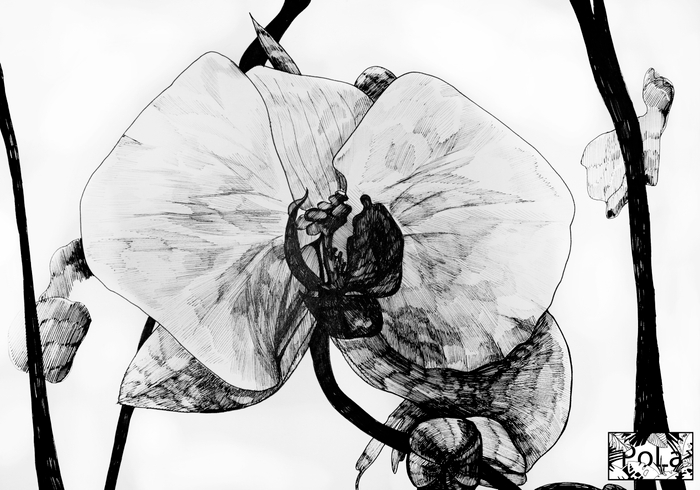 Орхидея Фаленопсис "Приятный"