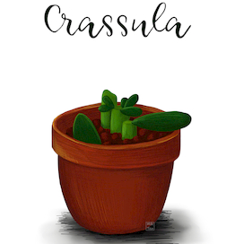 Крассула