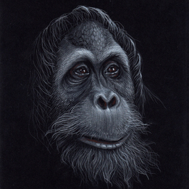 Серия 2 "Обезьяны" 004