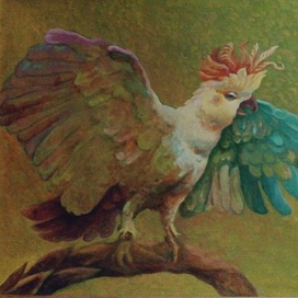 Радужный попугай