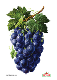 Виноград.
