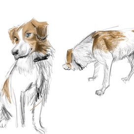 Рисунок собаки