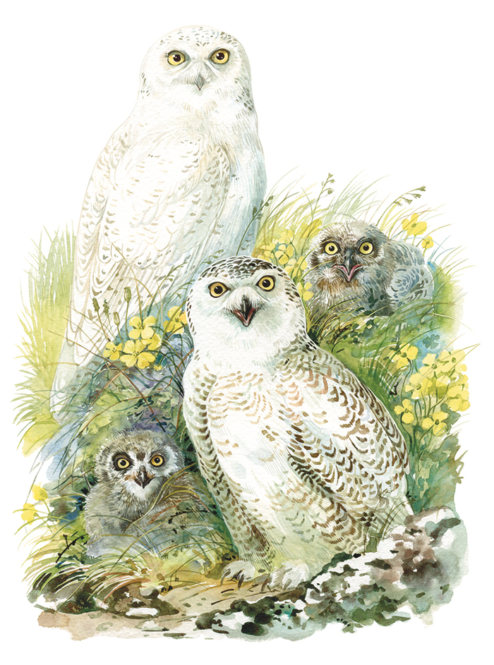 Полярные совы и арктический мак