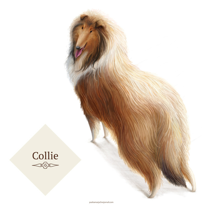 Колли