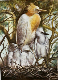 Семейство австралийской цапли