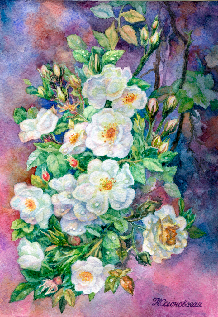 Белый шиповник