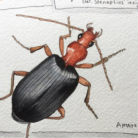 Жук-Бомбардир