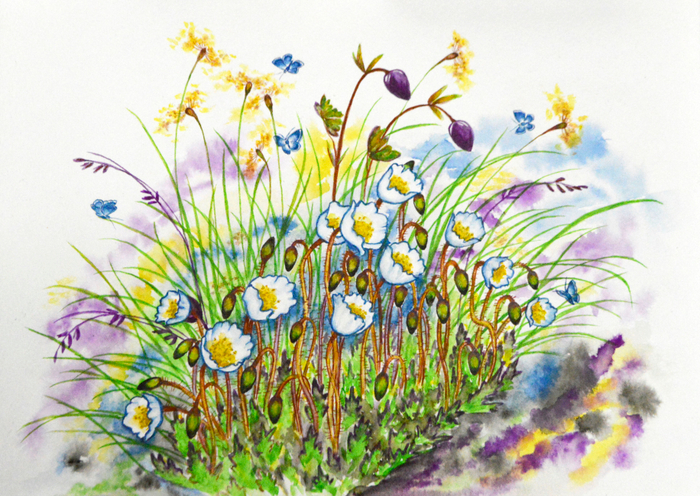 Альпийские травы