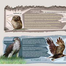 совиные и ястребиные