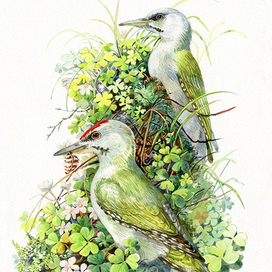 Седоголовые дятлы