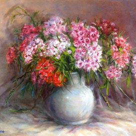 Турецкая гвоздика