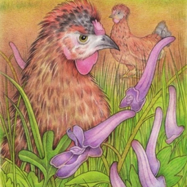 Хохлатки и хохлатки