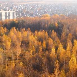 Ноксинский Лес Восток