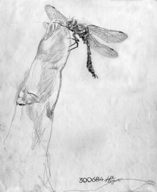 Стрекоза на пальце