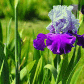 Ирис  блистающий