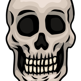 Череп анфас