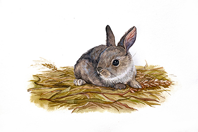 «Крольчонок»