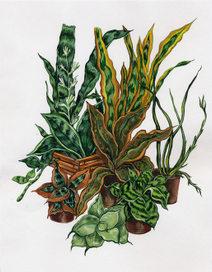 Комнатные цветы.