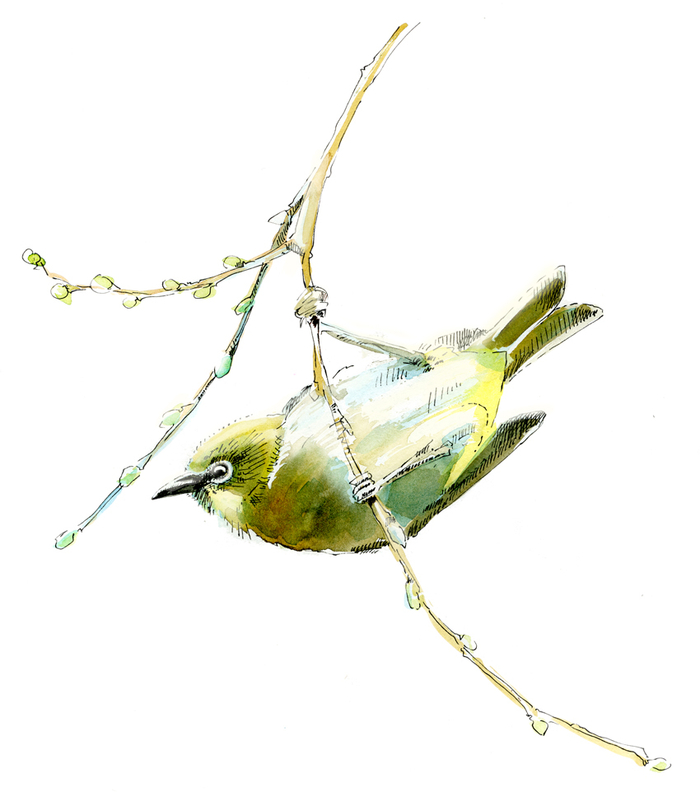 Японская белоглазка