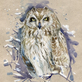 Болотная сова